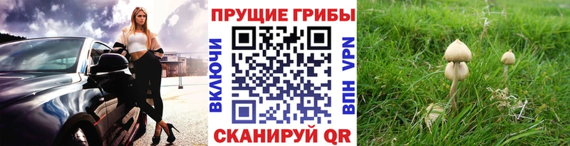 Галлюциногенные грибы прущие грибы  Энем 